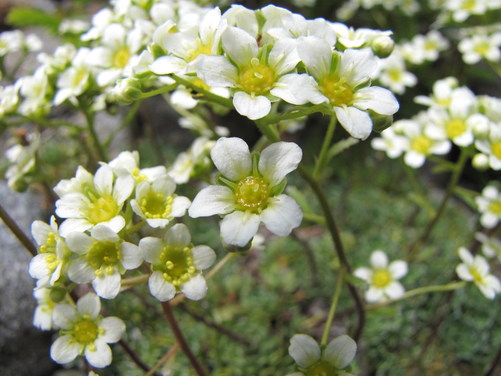Saxifraga paniculata